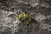 09 03749 Primula Orecchia d'orso