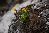 09 03755 Primula Orecchia d'orso