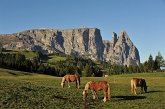 003 Alpe di Siusi - Altipiano dello Sciliar - Punta Sentner