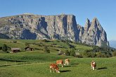 007 Alpe di Siusi - Altipiano dello Sciliar - Punta Sentner