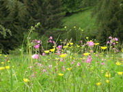 prato con flora spontanea sul sentiero dell'Arera