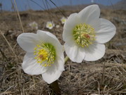 Elleboro, Stella di Natale