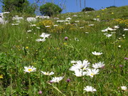 flora spontanea salendo l'Arera