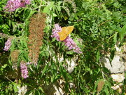 Budleia, albero delle farfelle