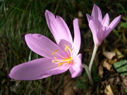 Crocus Albiflorus