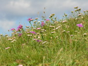 flora spontanea sul Canto Alto