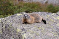 82 Pontresina Morterastch - Ghiacciaio del Morteratsch Capanna Boval