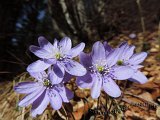 005 Anemone epatica