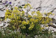 088 Sentiero dei fiori