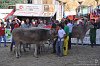 050 Fiera Zootecnica di Serina 2019