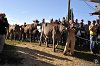 086 Fiera Zootecnica di Serina 2019