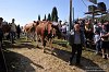 177 Fiera Zootecnica di Serina 2019