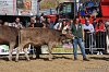 207 Fiera Zootecnica di Serina 2019