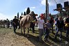 250 Fiera Zootecnica di Serina 2019