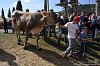 251 Fiera Zootecnica di Serina 2019