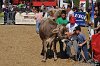 252 Fiera Zootecnica di Serina 2019