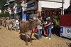 316 Fiera Zootecnica di Serina 2019