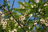 09 03982 Robinia in fiore