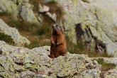 063 Marmotta