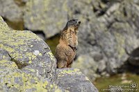 101 Marmotta