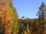 Panorama di larici e abeti, sullo sfondo il Pizzo del Diavolo